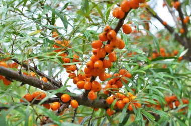 Olgun portakal böğürtlenli deniz dikenli (hippophae rhamnoides) dal