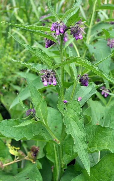 Louce Mezi Divokými Bylinami Kvete Komfrey Symphytum Officinale — Stock fotografie