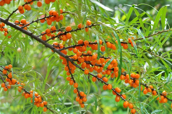 Ramo Espinheiro Mar Hippophae Rhamnoides Com Bagas Laranja Maduras — Fotografia de Stock