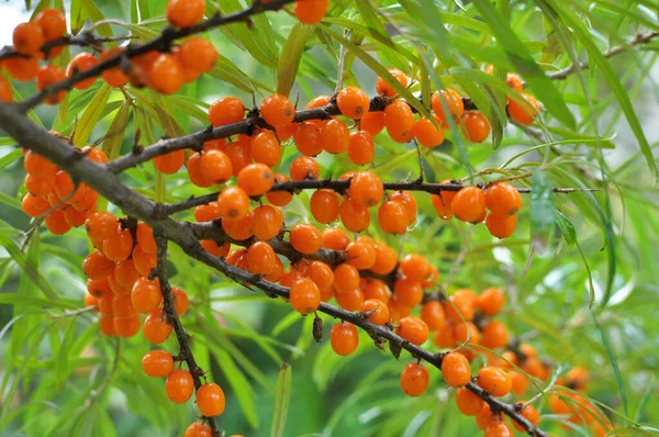 Ramo Espinheiro Mar Hippophae Rhamnoides Com Bagas Laranja Maduras — Fotografia de Stock