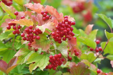 Guelder gülü (Viburnum opulus) çalıların dalında olgunlaşan kırmızı dutlar