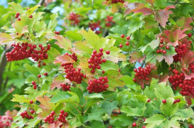 Guelder gülü (Viburnum opulus) çalıların dalında olgunlaşan kırmızı dutlar