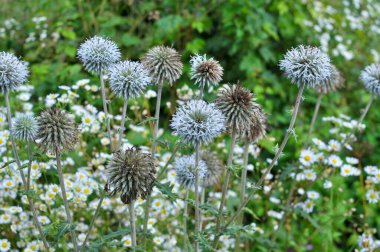 Vahşi doğada, bal bitkisi echinops sphaerocephalus çiçek açar.