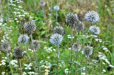 Vahşi doğada, bal bitkisi echinops sphaerocephalus çiçek açar.