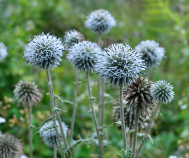 Vahşi doğada, bal bitkisi echinops sphaerocephalus çiçek açar.