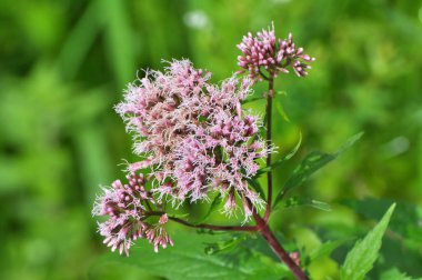 Vahşi kenevir tarımında çiçek açar (Eupatorium cannabinum)