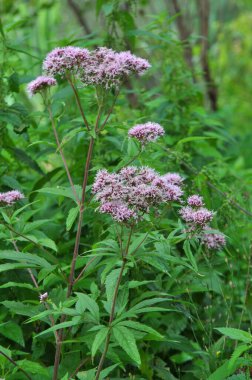 Vahşi kenevir tarımında çiçek açar (Eupatorium cannabinum)