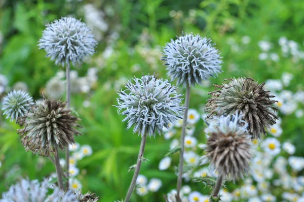 Natureza Planta Mel Echinops Sphaerocephalus Floresce — Fotografia de Stock