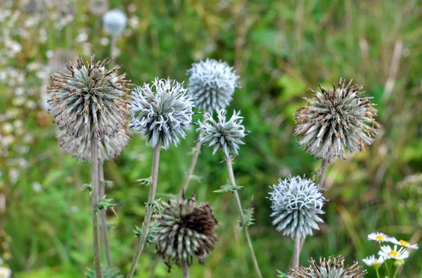 Дикой Природе Мед Завод Echinops Sphaerocephalus Цветет — стоковое фото