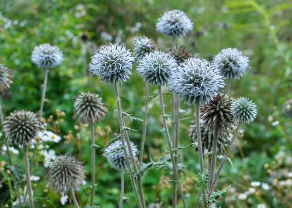 Дикой Природе Мед Завод Echinops Sphaerocephalus Цветет — стоковое фото