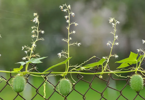Verano Echinocystis Lobata Crece Naturaleza — Foto de Stock