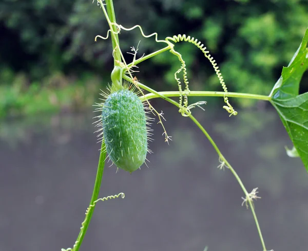 Verano Echinocystis Lobata Crece Naturaleza — Foto de Stock