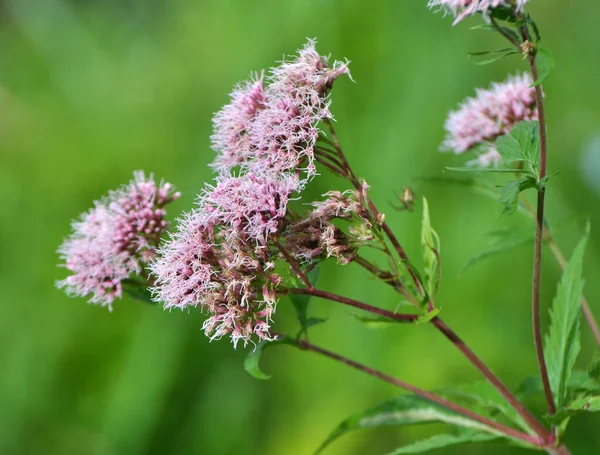 Fiorisce Nell Agrimonia Della Canapa Selvatica Eupatorium Cannabinum — Foto Stock