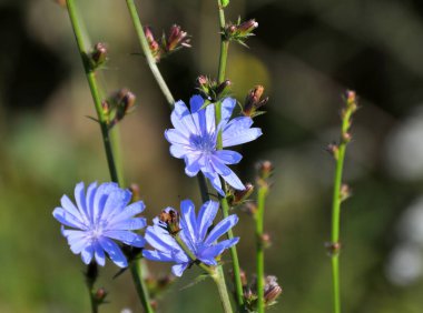 Chicory (Cichorium intybus) yazın vahşi doğada çiçek açar