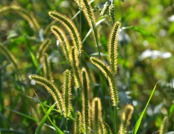 Setaria Grows Field Nature — Stock Photo, Image