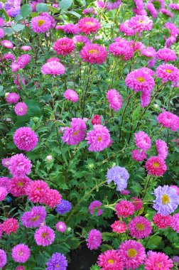 Yazın sonlarında ve sonbaharda, bahçe astarı çiçek tarhında yetişir.