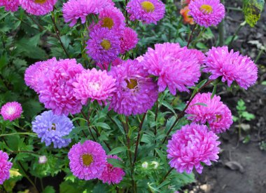 Yazın sonlarında ve sonbaharda, bahçe astarı çiçek tarhında yetişir.