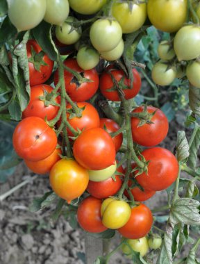 Bahçede, kiraz domatesleri açık arazide yetişir.