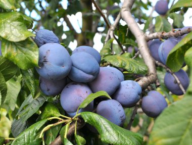 Bahçede olgun eriklerin dalında