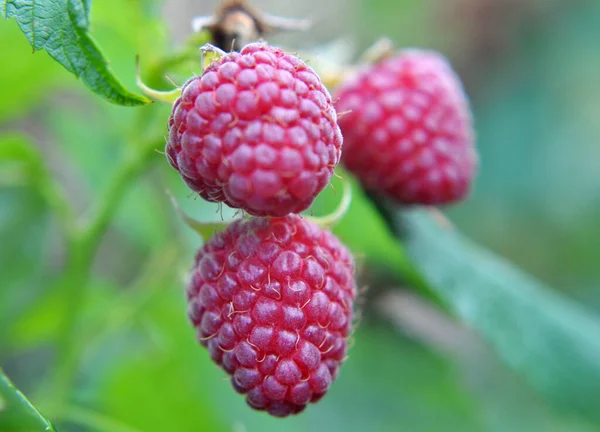 Vruchten Van Frambozen Groene Bladeren Een Bush Tak — Stockfoto