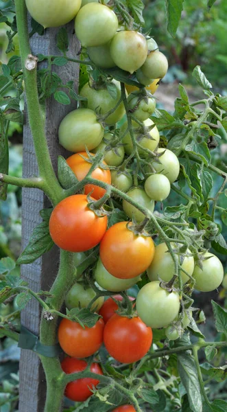 Jardim Tomates Cereja Crescem Terreno Aberto — Fotografia de Stock