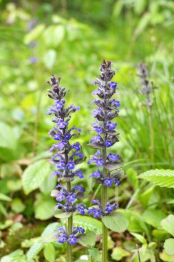 Ajuga sürüngenleri doğada büyür ve çiçek açar.