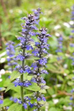 Ajuga sürüngenleri doğada büyür ve çiçek açar.
