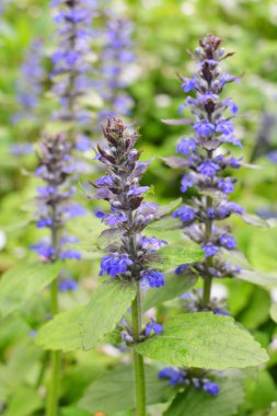 Ajuga sürüngenleri doğada büyür ve çiçek açar.