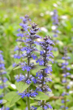 Ajuga sürüngenleri doğada büyür ve çiçek açar.
