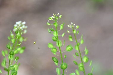 Doğada, Thlaspi arvense yabani otların arasında yetişir.