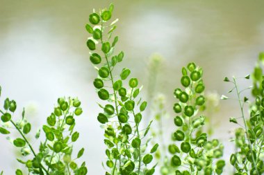 Doğada, Thlaspi arvense yabani otların arasında yetişir.