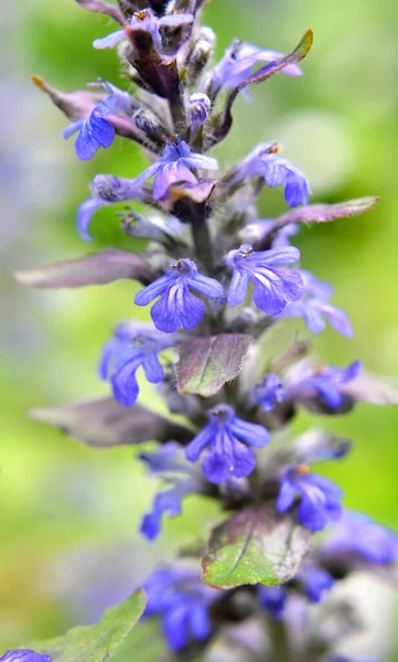 Ajuga Reptans Roste Kvete Bylinkách Volné Přírodě — Stock fotografie