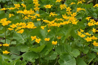 Baharda, Caltha Palustris nemli alder ormanında yetişir. 