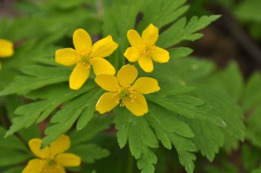 İlkbaharda vahşi ormanda anemon sarısı açar (Anemone ranunculoides).