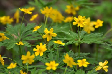 İlkbaharda vahşi ormanda anemon sarısı açar (Anemone ranunculoides).
