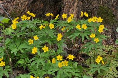 İlkbaharda vahşi ormanda anemon sarısı açar (Anemone ranunculoides).