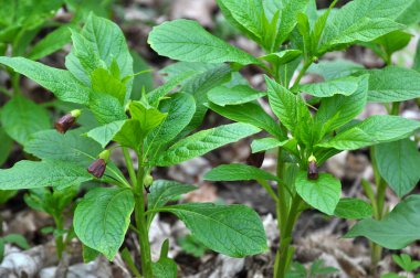 Ormandaki ilkbaharda nadir bulunan Scopolia Carniolica bitkisi çiçek açar.