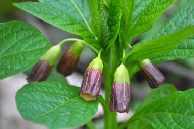 Ormandaki ilkbaharda nadir bulunan Scopolia Carniolica bitkisi çiçek açar.