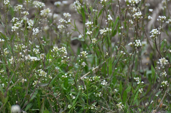 Der Natur Wächst Capsella Bursa Pastoris — Stockfoto