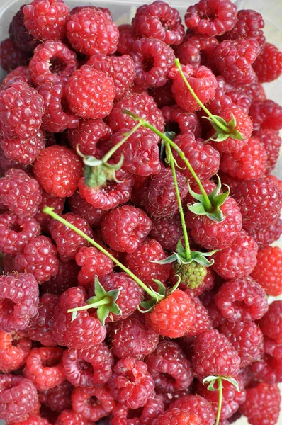 Frukt Bakgrund Från Skördade Och Mogna Hallon — Stockfoto