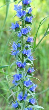 Doğada, yabani otların arasında Echium vulgare çiçek açar.