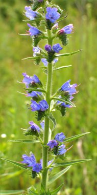 Doğada, yabani otların arasında Echium vulgare çiçek açar.