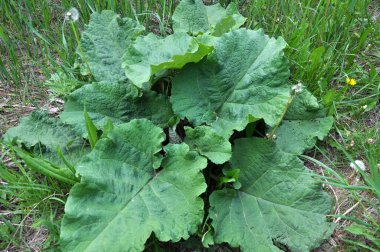 Burdock (Arctium) yazın doğada yetişir