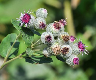 Burdock (Arctium) yazın doğada yetişir