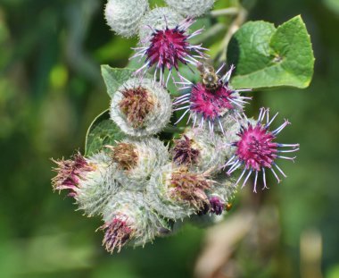 Burdock (Arctium) yazın doğada yetişir
