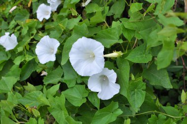 Bitki tohumu Calystegia sepiumu vahşi doğada yetişir.