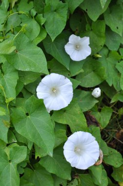 Bitki tohumu Calystegia sepiumu vahşi doğada yetişir.