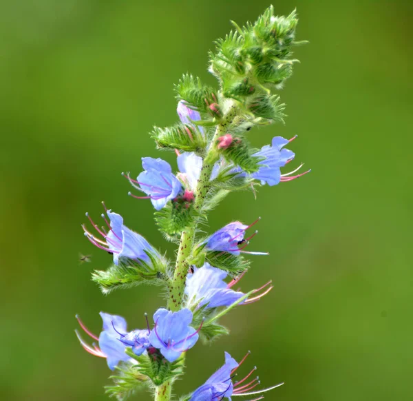 Naturaleza Entre Las Hierbas Silvestres Florecen Echium Vulgare —  Fotos de Stock