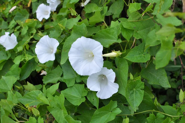 Planta Calystegia Sepium Crece Naturaleza — Foto de Stock