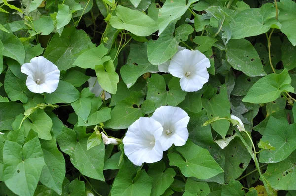 Planta Bindweed Calystegia Sepium Cresce Natureza — Fotografia de Stock